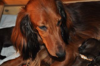 Jamniki d�ugow�ose